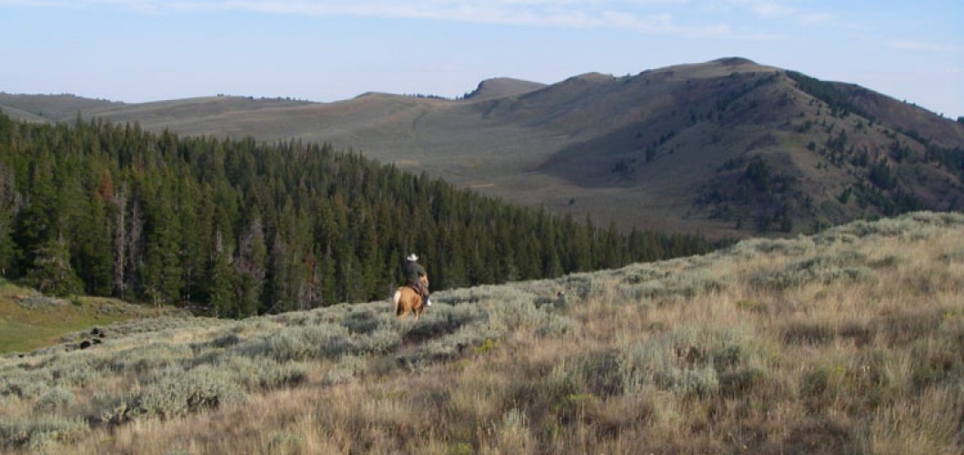 Montana (52)